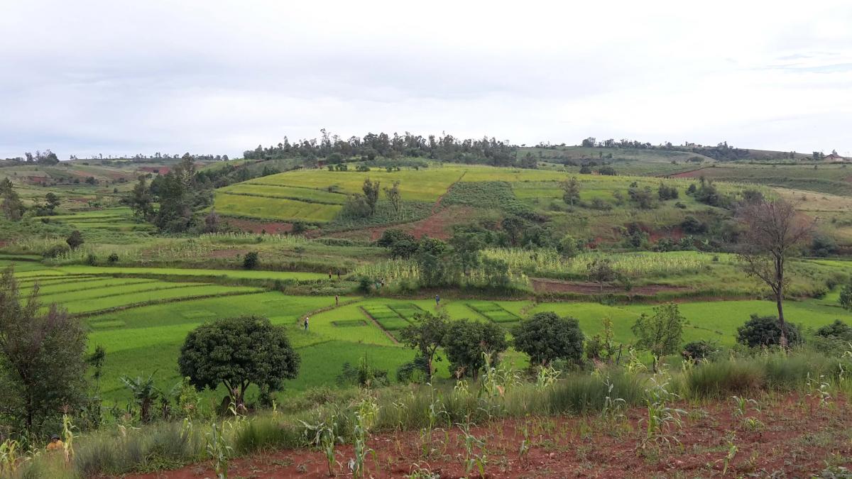Agronomic trials in rice-growing valleys © Bertrand Muller, CIRAD